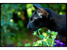 �� �������