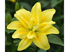 ����� ���� ������� (Fata Morgana) ���-�� � �������� 5 ��., ���� �� �������� 190 ���..jpg