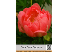 ���� Coral Supreme ���� 1 �� 287�.00�.
