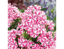 ����� �������� (Pink Windmill) ���-�� � �������� 1 ��., ���� �� �������� 55 ���..jpg