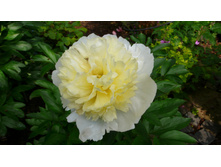 ���� ��������� 274,8�.jpg