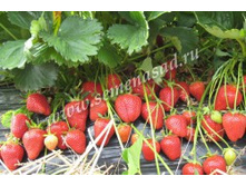 ��������� ������� �������.jpg