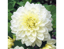 �������� ���� �������� (White Perfection) ���-�� � �������� 1 ��., ���� �� �������� 85 ���..jpg