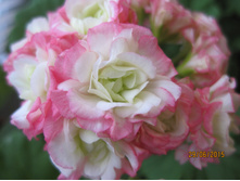 ���������� Appleblossom Rosebud-2.JPG