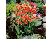 ����� ������� ���. ����2.JPG