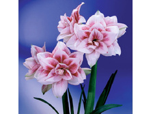 ��������� ����� (Elvas) ���-�� � �������� 1 ��., ���� �� �������� 269 ���..jpg