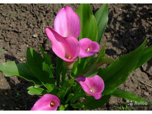 ����� � ����6.jpg