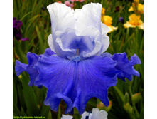 Overnight Sensation-4,39.jpg