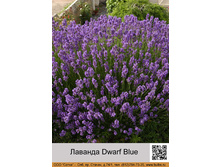 ������� Dwarf Blue ���� 1 �� 210�.00�.