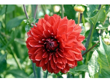 �������� ����������� (Philadelphia) ���-�� � �������� 1 ��., ���� �� �������� 70 ���..jpg