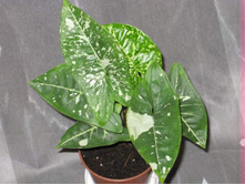 ��������� �����