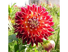 �������� ����� (Akita) ���-�� � �������� 1 ��., ���� �� �������� 70 ���..jpg