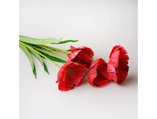 ����, ����� ������� ���. 9132 175�.jpg