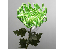 ���������� ������� , ���. � 101-1 395� ����� ���� 250�