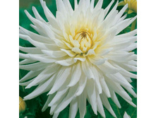 �������� ��� ��� (My Love) ���-�� � �������� 1 ��., ���� �� �������� 70 ���..jpg