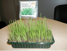 5. ������ �� �� �������� ��� � ��� ��������.