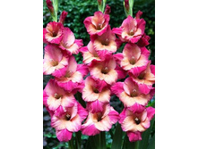 ��������� ���-� ������� (Ted's Favourite) ���-�� � �������� 10 ��., ���� �� �������� 80 ���..jpg