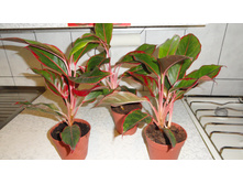 ��������� ���� (Aglaonema Crete)-650 ���.