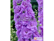 ���������� ������ ������ 226,8�.jpg