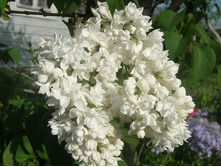 ����� ������(�����.)