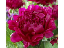 ���� ������ ����� (Felix Crousse) ���-�� � �������� 1 ��., ���� �� �������� 180 ���..jpg