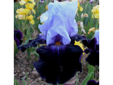 Tempting Fate-4,39.jpg