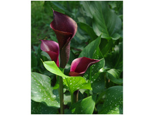 ����� ���� ���. ����2.jpg