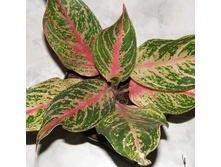 ��������� ��������� - 550- 650 ���.