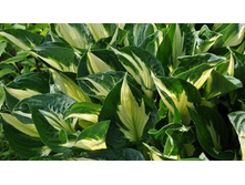 ����� �������� (Whirlwind) ���-�� � �������� 1 ��., ���� �� �������� 150 ���..jpg