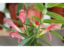 �������� Sylvia.JPG