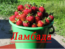 ��������� Lambada   38� �� 1 ����