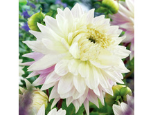 �������� ���� (Kiev) ���-�� � �������� 1 ��., ���� �� �������� 85 ���..jpg