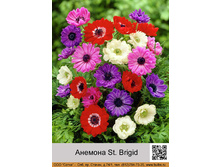 ������� St. Brigid ���� �� 1 �� 10�