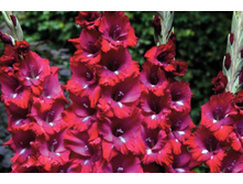 ��������� ��� ���� (San Siro) ���-�� � �������� 10 ��., ���� �� �������� 85 ���..jpg