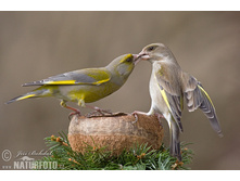 ������������ ���������.jpg