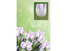 ����  37 ���. ����� ������ 10 ��!!!