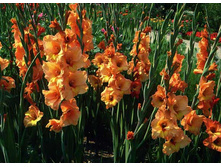 ���������� � ����.jpg