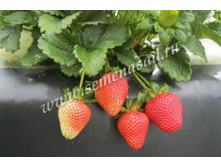 ��������� ������� �������.jpg