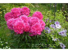 ���� ������ ���. ����.jpg