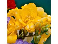 ������ �������� ������ (Double Yellow) ���-�� � �������� 10 ��., ���� �� �������� 62 ���..jpg