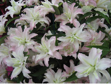 ����� ���� ���� ���. ����2.jpg