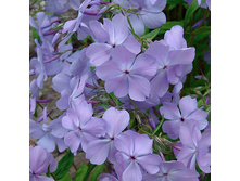 ����� ���� ��� (Light Blue) ���-�� � �������� 1 ��., ���� �� �������� 55 ���..jpg