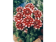 �������� ������������ (Siedlerstolz) ���-�� � �������� 1 ��., ���� �� �������� 70 ���..jpg