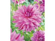 ������� ������ ��� (Painted Girl) ���-�� � �������� 1 ��., ���� �� �������� 75 ���..jpg