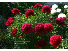 ���� ��� ���� ���. ����4.jpg