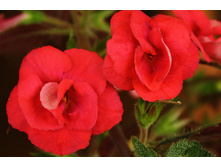 Stans Delight (����-����)