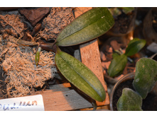 Phalaenopsis philippinensis