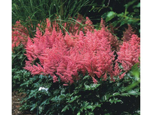 �������� ������������ (Anita Pfeifer) ���-�� � �������� 1 ��., ���� �� �������� 69 ���..jpg