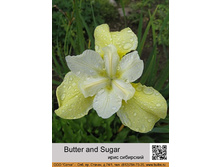 ���� ��������� Butter and Sugar  ���� 1 �� 73�.00�.