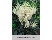 �������� ��������� Visions in White ���� 1 �� 138�